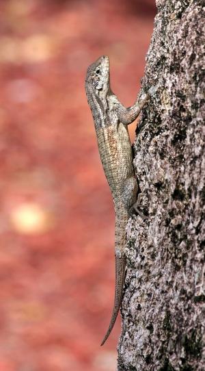 Leiocephalus_carinatus_armouri_tree_cool