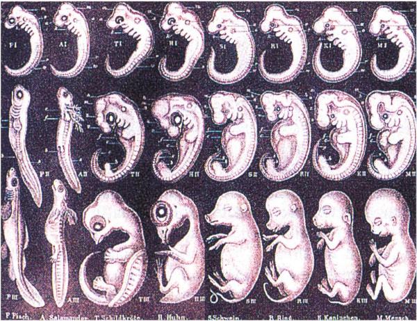 haeckel1