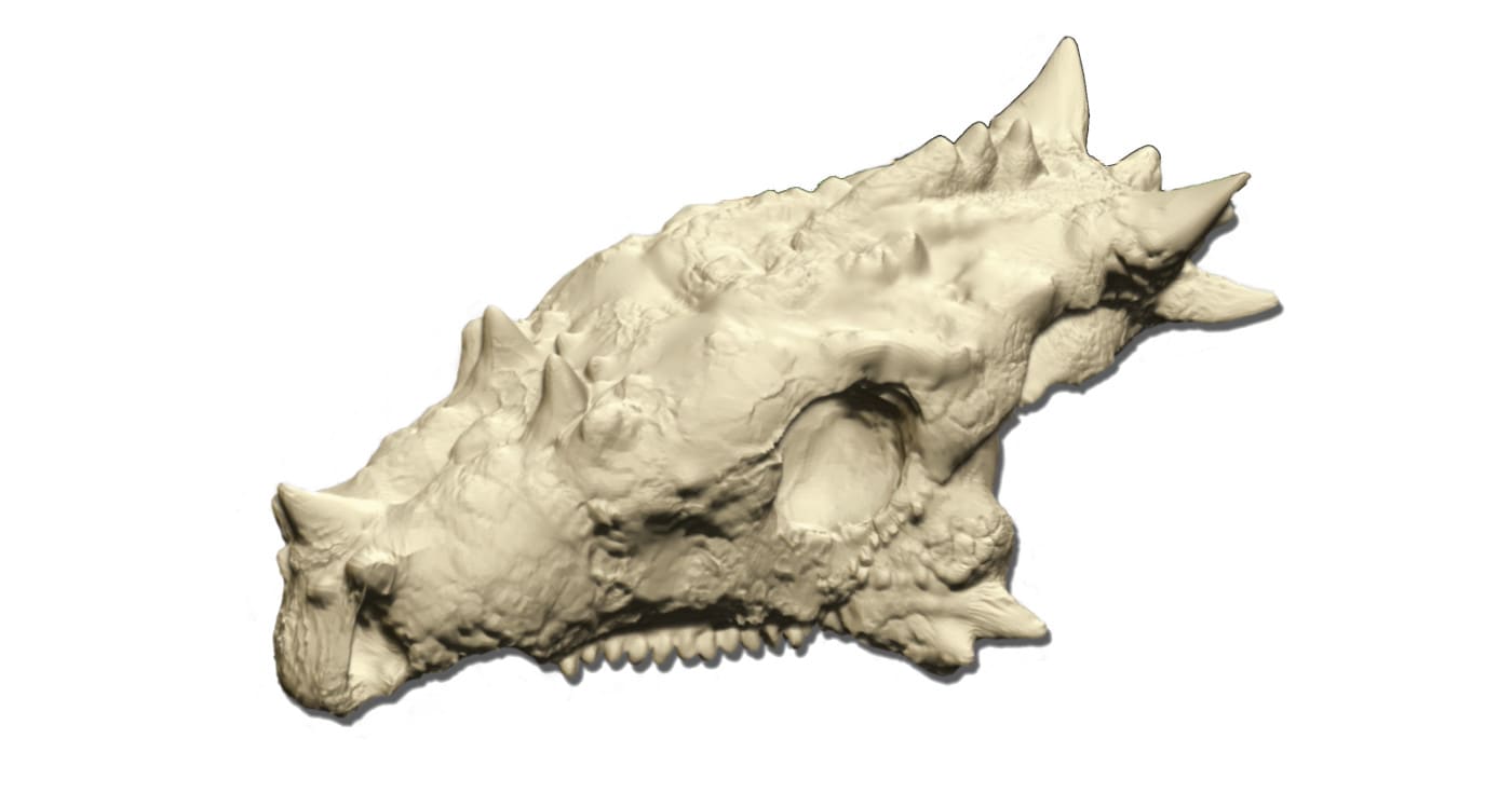 Dracorex hogwartsia -dinosauruksen pääkallon kuvista tehty 3D-malli, ©: Caleb Salisbury.