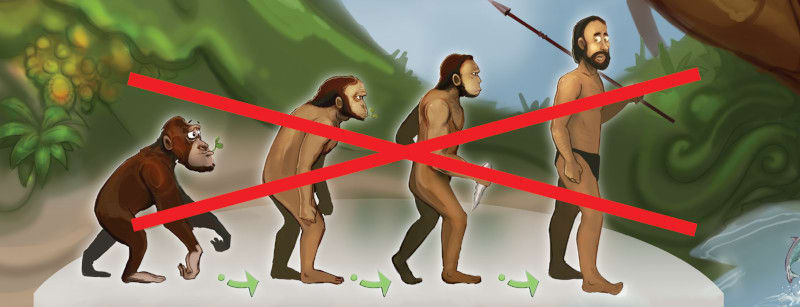 Kuva väitetystä ihmisen evoluutiosta. Kuva ©: creation.com