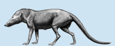 Pakicetus.