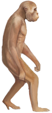 Ramapithecus. Kuva ©: Caleb Salisbury