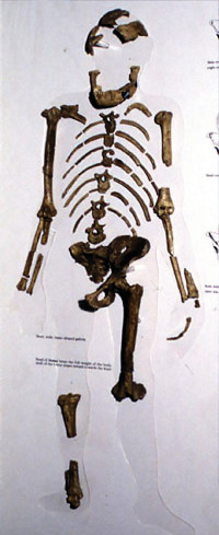 'Lucyn' luuranko. Kuva ©: Wikipedia