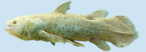 Varsieväkala.