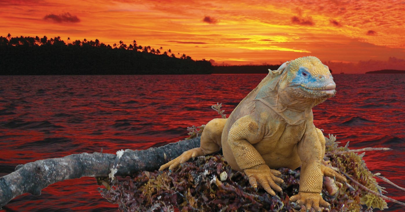 Kuvassa auringonlasku (©: iStockPhoto.com/mattscholey), etualalla kasvijätettä (©: Tim Newcombe) ja sen päällä iguana (©: Steve Murray).