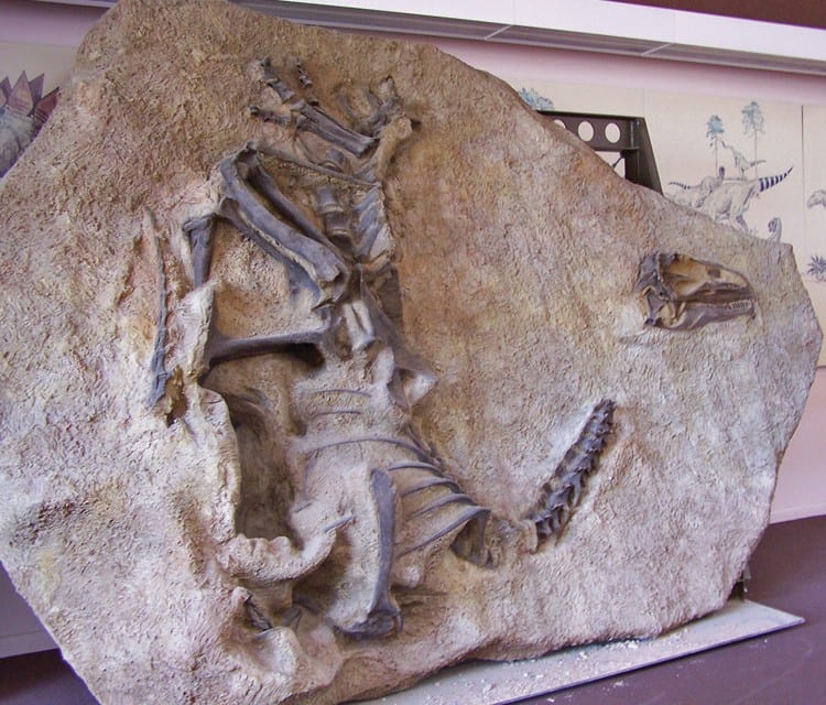 Allosaurus Jimmadseni -fossiili. Kuva ©: National Geographic