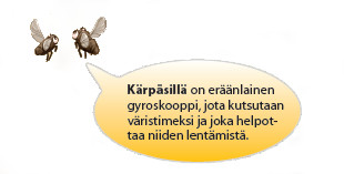 Kärpäsiä. Kuva ©: creation.com
