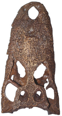 Nykyisen alligaattorin kallo. Kuva ©: Dinosaurus Provincial Park, Alberta, Kanada