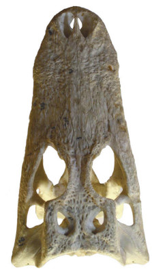 Nykyisen alligaattorin kallo. Kuva ©: Redpath-museo, Montreal, Kanada