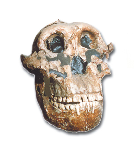 Australopithecus robustuksen kallo. Kuva ©: Bruce Huber