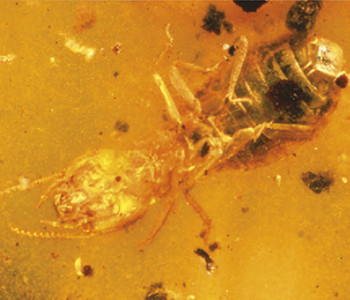 Meripihkaan hautautunut termiittifossiili. Kuva ©: Joachim Scheven, LEBENDIGE VORWELT MUSEUM
