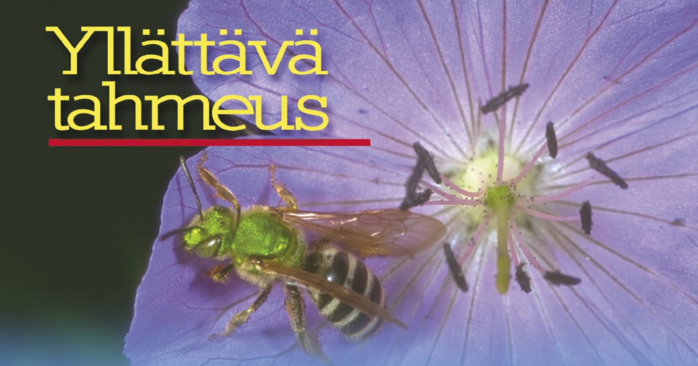 Etualalla otsikko 'Yllättävä tahmeus', taka-alalla mehiläinen kukan terälehdellä. Kuva ©: creation.com .