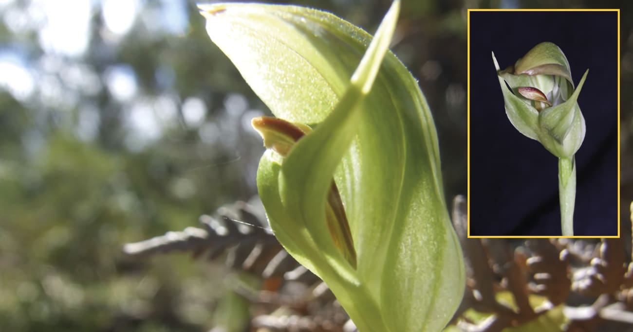 Blunt Greenhood (Pterostylis curta). Iso kuva ©: Wikimedia/Trex2, pieni kuva ©: Wikimedia/Bernd Haynold.