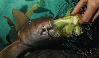 Viiksihaille tarjotaan salaattia. Kuva ©: National SEA LIFE Centre