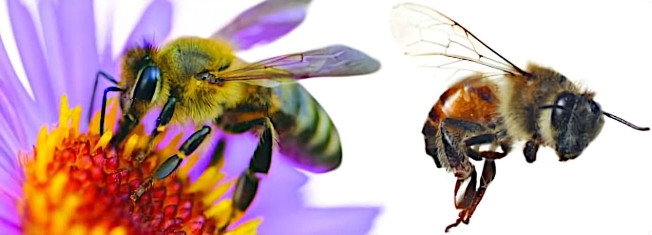 Kaksi mehiläistä, vasemmanpuoleinen on kukassa imemässä mettä. Vasemmanpuoleinen mehiläinen ©: iStockphoto.com/vicv; oikeanpuoleinen mehiläinen ©: iStockphoto.com/tobkatrina