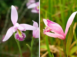 Vasemmalla Pogonia ophioglossoides Pohjois-Amerikasta, oikealla Pogonia japonica itäisestä Aasiasta. Kuva ©: creation.com
