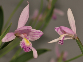Vierekkäin kasvaneet Pogonia ophioglossoides (vasemmalla), Pogonia japonica (oikealla). Kuva ©: Rogier van Vugt