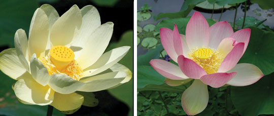 Nelumbo lutea Pohjois-Amerikasta (vasemmalla), Nelumbu nucifera itäisessä Aasiassa (oikealla). Kuva ©: creation.com