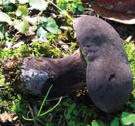 Sama sienilaji Tylopilus alboater kasvaa villinä sekä Kiinassa että Pohjois-Amerikan Kalliovuorten itäosissa. Kuva ©: creation.com
