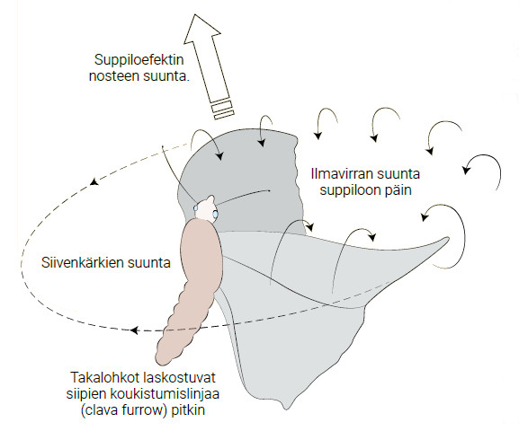 Perhosen siipien aiheuttama ilmavirta. Kuva ©: creation.com