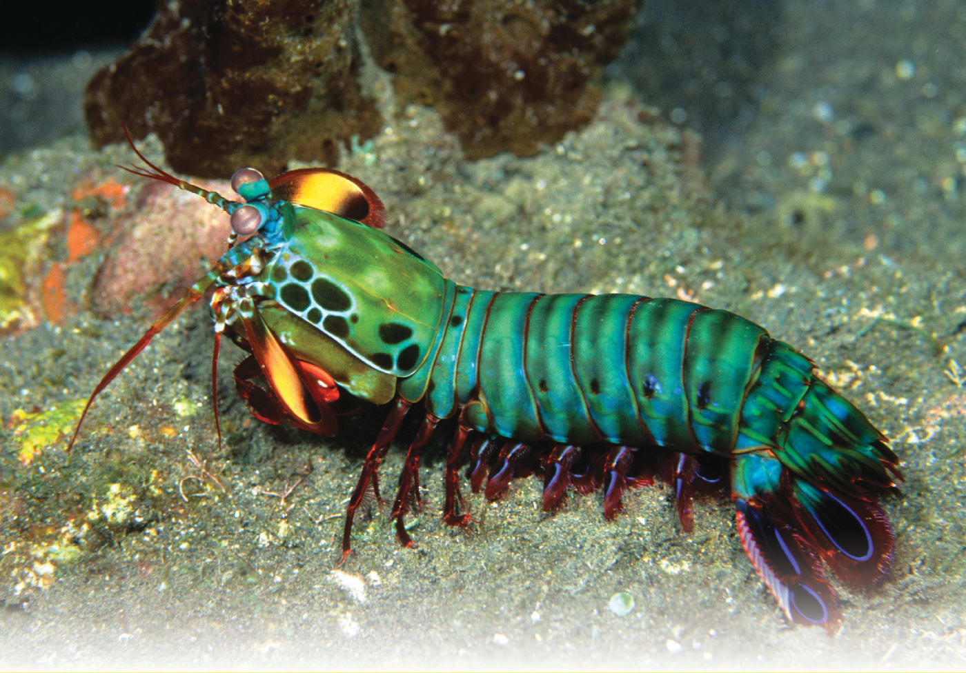 Mantisrapu (Odontodactylus scyllarus). Kuva ©: Gary Bell (www.oceanwideimages.com)