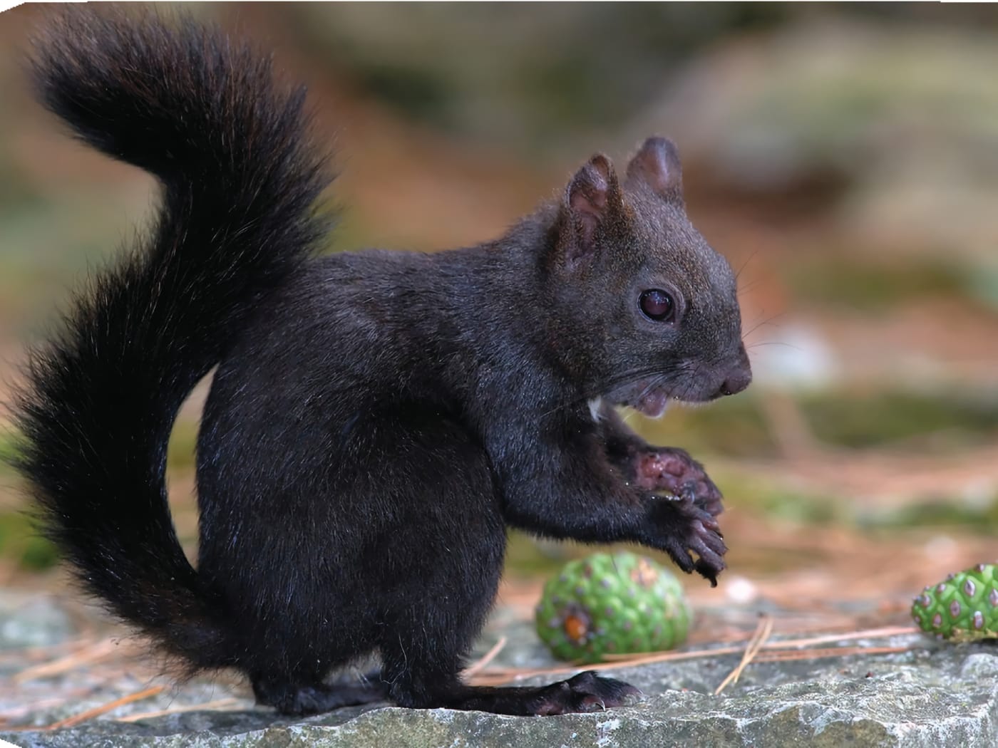 Musta orava. Kuva ©: iStockphoto