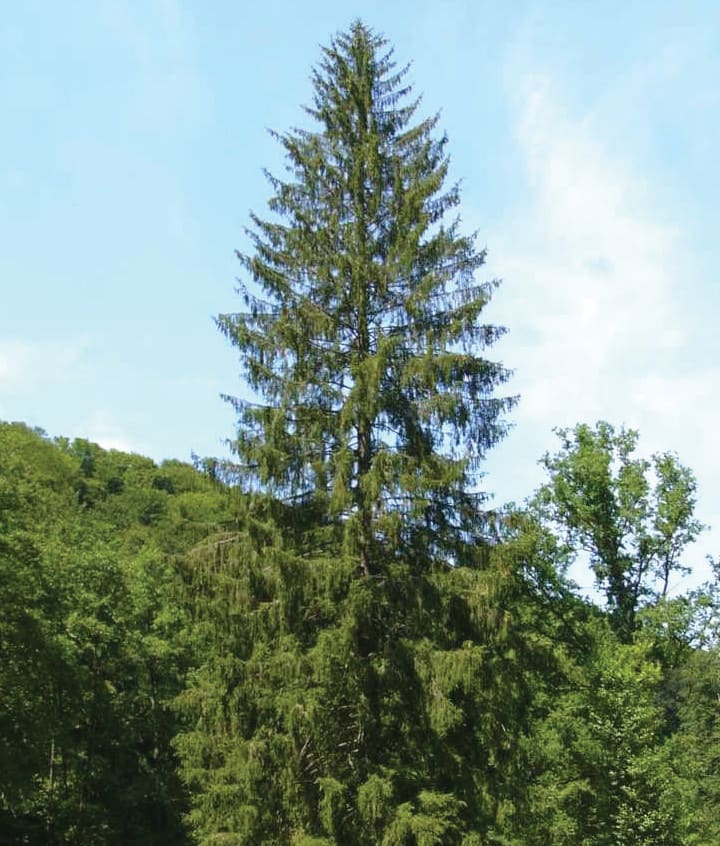 Havupuu. Kuva ©: Wikipedia