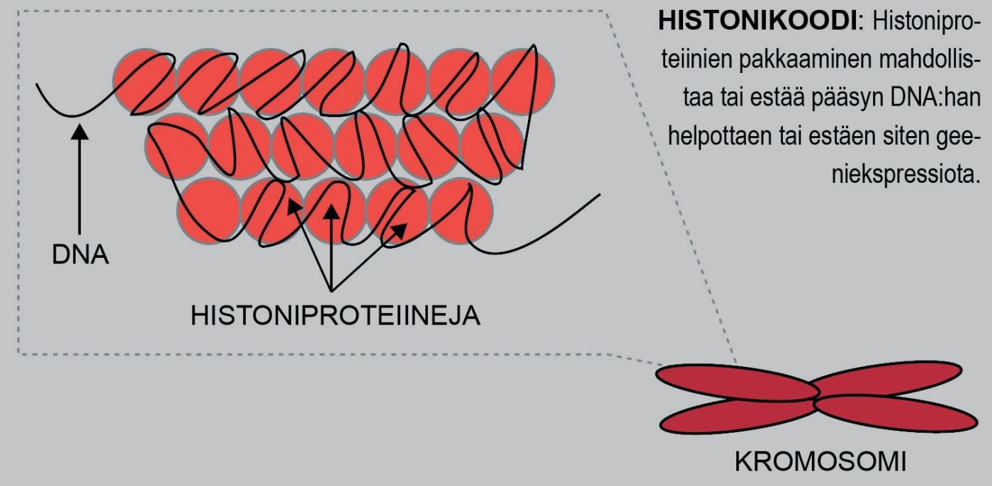 Histoniproteiinien pakkautuminen