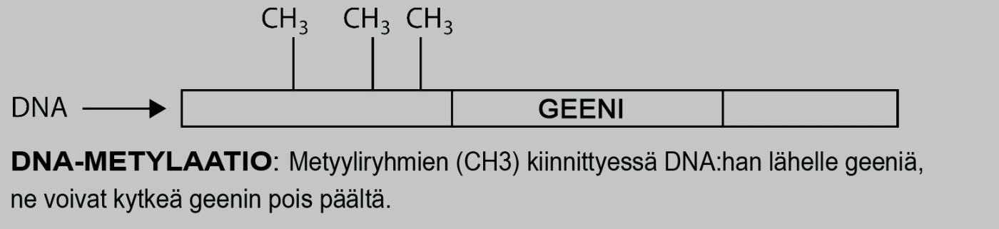 DNA-metylaatio