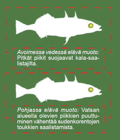 Kolmipiikkikalan avoimessa vedessä elävä muoto ja pohjassa elävä muoto. Kuva ©: creation.com