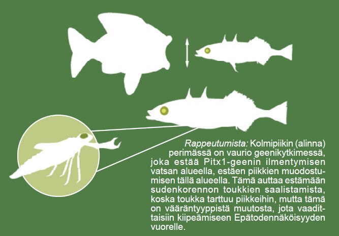 Kolmipiikkikalan pohjassa elävän muodolta puuttuu vatsan alueen piikit. Kuva ©: creation.com