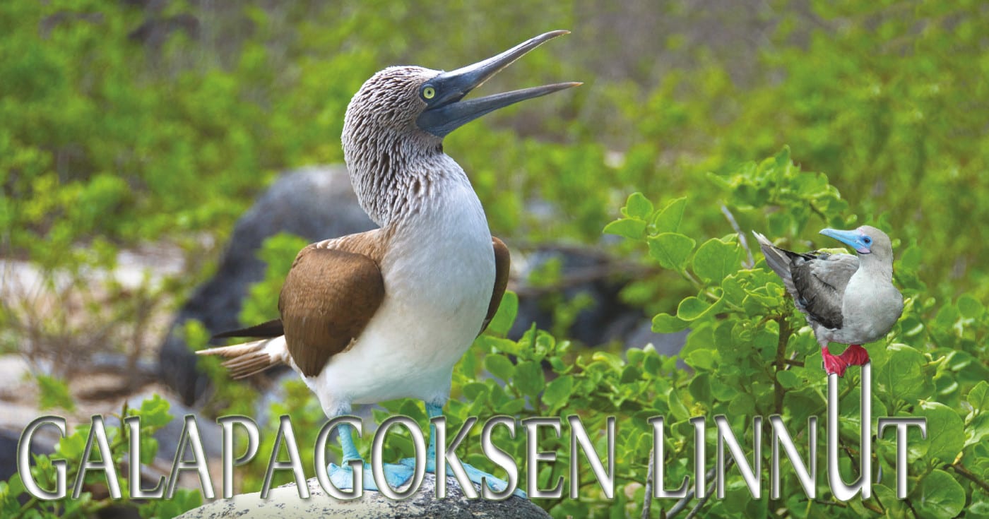 Sinijalkasuula kiven päällä, artikkelin otsikko ja punajalkasuula otsikon U-kirjaimen päällä. Sinijalkasuula ©: Steve Murray; punajalkasuula @ iStockphoto