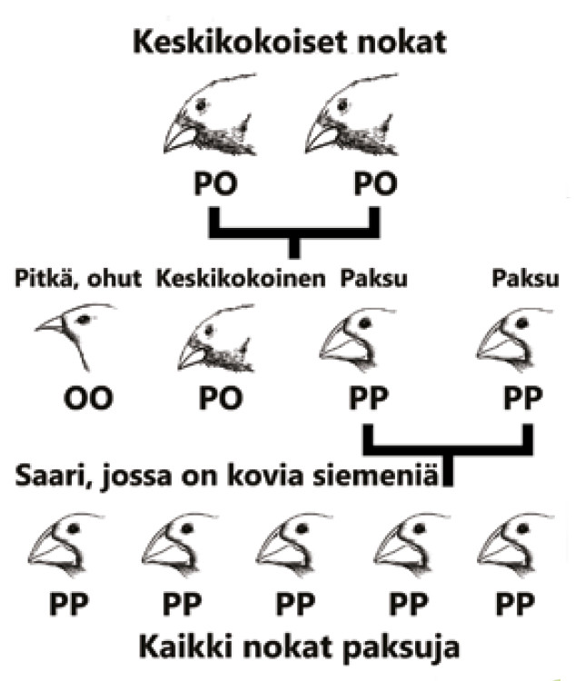 Sirkkujen erilaisia nokkia: paksu, keskikokoinen, pitkä ja ohut