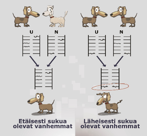 Kuvassa kahden etäisesti sukua olevan koiran DNA-pätkä ja näiden jälkeläisen DNA, sekä vastaavasti kahden läheisesti sukua olevan koiran DNA ja näiden jälkiläisen DNA.