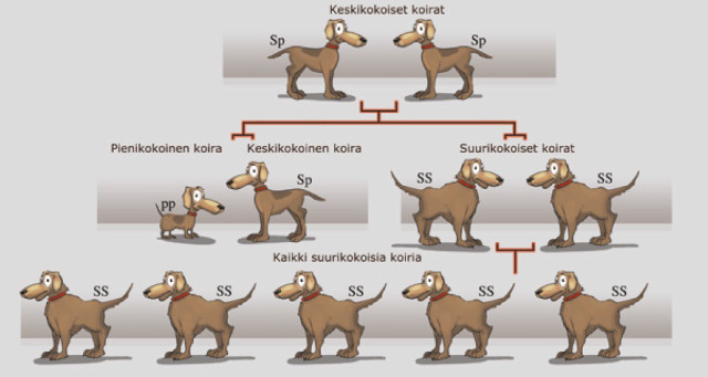 Kuvassa kahden keskikokoisen koiran jälkeläisistä valittu suurikokoiset jälkeläiset jalostukseen.