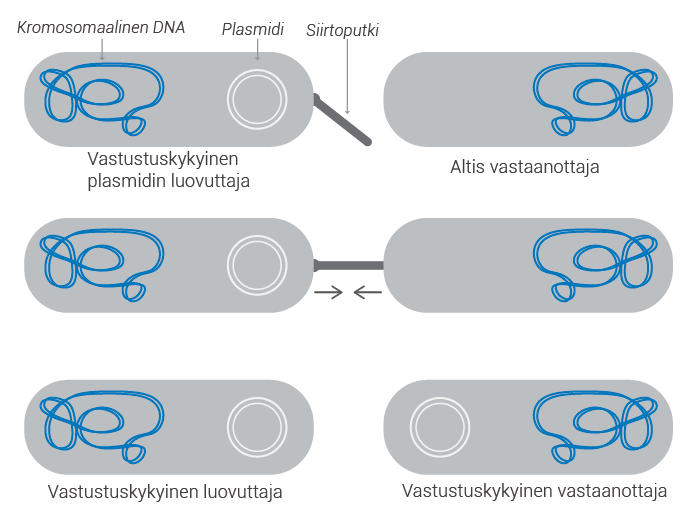 Vastustuskykyinen plasmidin luovuttaja, altis vastaanottaja; vastustuskykyinen luovuttaja, vastustuskykyinen vastaanottaja
