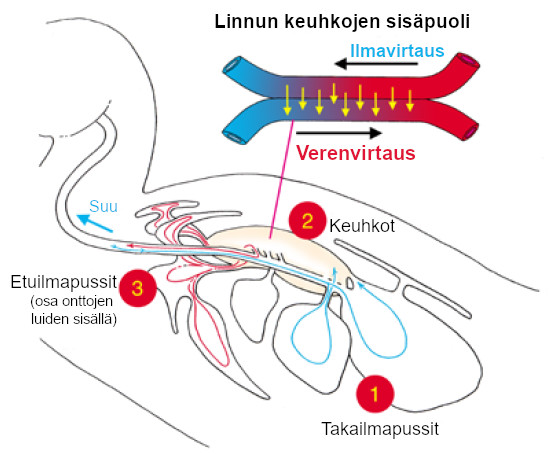 Linnun keuhkon anatomia. Kuva ©: creation.com