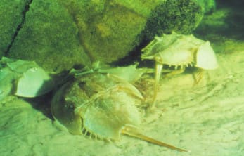 Eläviä amerikanmolukkirapuja, Limulus polyphemus.