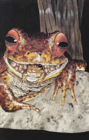 Rheobatrachus silus