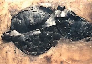 Allaeochelys crassesculptata