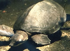 Carettochelys insculpta
